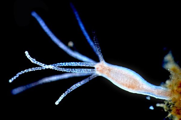 Кракен маркетплейс kraken clear com