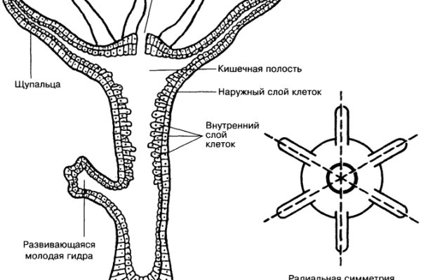 Кракен 2krnk