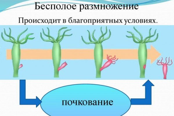 Актуальное зеркало на кракен